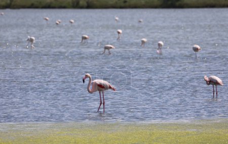 flock of pink flamingos with curved beaks and long legs wading in the lagoon water in search of food