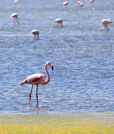 Big pink flamingo in the wetland pond together with numerous other birds with very long legs