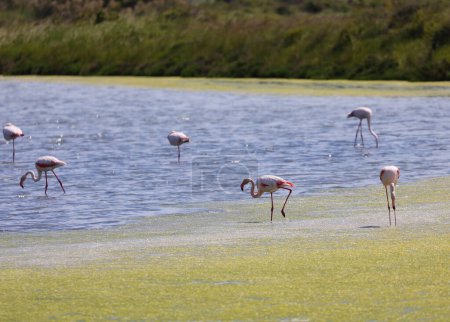Foto de Flamencos rosados con picos curvos y patas largas vadeando en el agua de la laguna en busca de alimento - Imagen libre de derechos