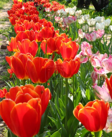 Flowery flowerbeds in spring with lots of colorful rpoose and white and colorful Dutch tulips
