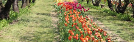 Photo for Many tulip flowers of various colors blooming in spring symbol of the Netherlands - Royalty Free Image