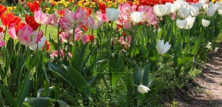 many tulip flowers of various colors blooming in spring symbol of the Netherlands