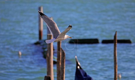 Möwenvogel mit ausgebreiteten Flügeln fliegt über Lagune von Venedig in Norditalien