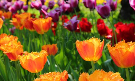 Floral background of many colorful Dutch tulip flowers bloomed in spring