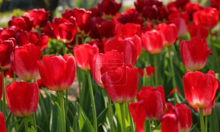 Photo for Floral background of many red Dutch tulip flowers bloomed in spring - Royalty Free Image