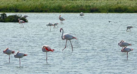 troupeau de flamants roses avec des becs incurvés et de longues pattes pattes pataugeant dans l'eau du lagon à la recherche de nourriture