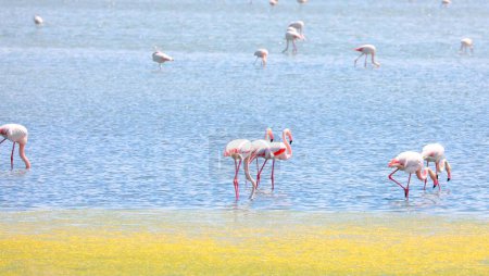 Foto de Muchos flamencos rosados buscan comida en medio del pantanoso humedal antes de la migración - Imagen libre de derechos