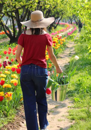girl walks with the tin bucket full of cut tulips in the flowerbed in spring in the floriculture company