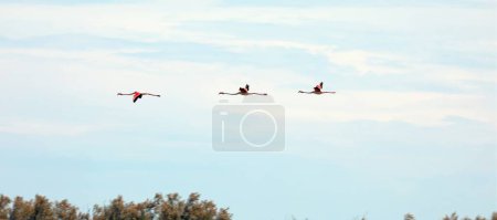 Photo for Three large pink flamingos flying high in the sky in spring - Royalty Free Image