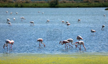 Photo for Gathering of pink flamingos amidst long-legged companions in a tranquil wetland - Royalty Free Image