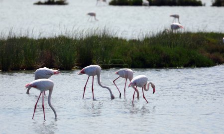 flamencos rosados más grandes que buscan comida en medio del estanque de humedales
