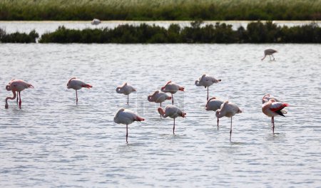 Photo for Pink greater flamingos resting on a single very long leg in the middle of the marshy wetland before migration - Royalty Free Image