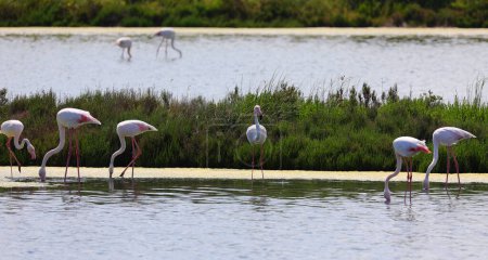 Photo for Pink greater  flamingos looking for food in the middle of the wetland pond - Royalty Free Image