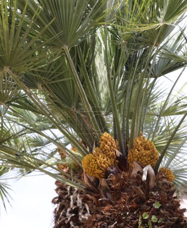 Palm tree with leaves and small yellow unripe dates