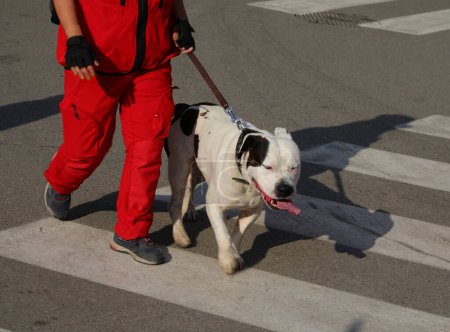 Bulldog de recherche et sauvetage avec son propriétaire lors d'une randonnée en montagne