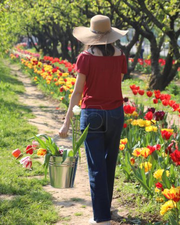 slender young girl walks with a metal tin bucket full of Tulips in the springtime