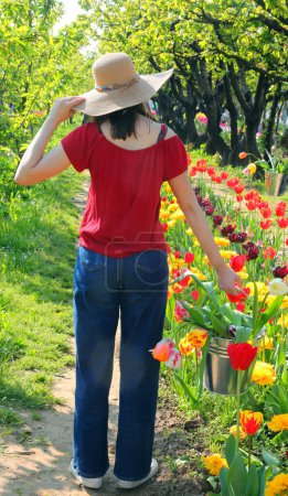 young slender girl walks with a metal tin bucket full of freshly picked Tulip flowers in the springtime
