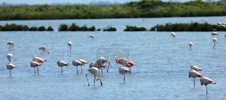 Photo for Greater  flamingos looking for food in the middle of the wetland pond water before migrating - Royalty Free Image