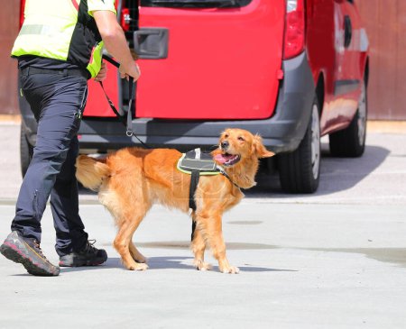 Junger Rettungshund nach Katastrophen von Hundeführer an der Leine gefunden