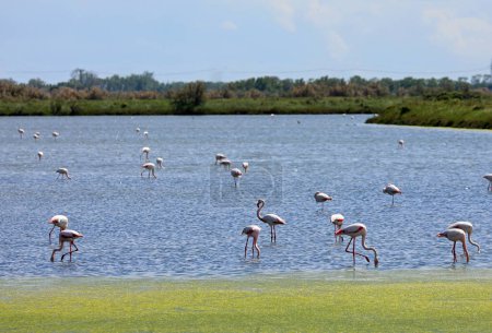 large flock of pink flamingos foraging in the wetland pond before migrating