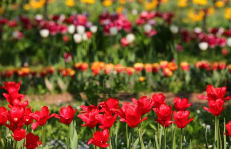 Alfombra vibrante de tulipanes en plena floración en primavera