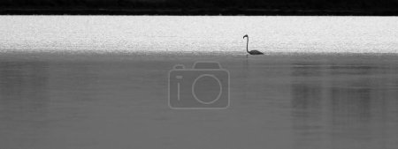 isolated flamingo with a very long neck that contrasts with the clear water of the pond
