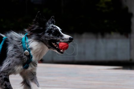 Photo for Fun times in Medellin: Border Collie playing with ball in industrial area - Royalty Free Image
