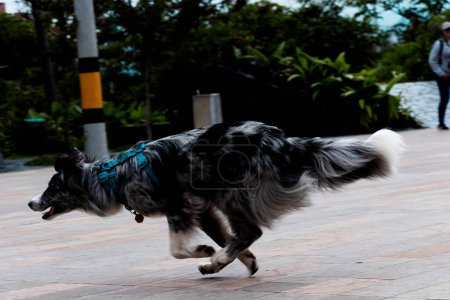 Photo for Highenergy athlete: Border Collie training for races in Medellin industrial area - Royalty Free Image