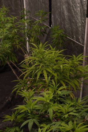 Téléchargez les photos : Cultiver l'avenir : Plante de cannabis vierge avant la floraison - en image libre de droit