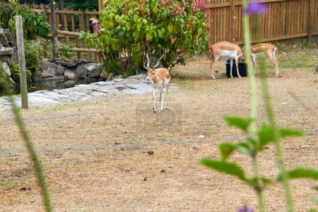 A serene deer gracefully walks within its enclosed space, its noble demeanor contrasting with the artificial surroundings, embodying both beauty and the constraints of captivity