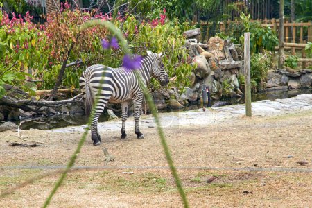 Ein gefangenes Zebra schreitet anmutig durch sein Gehege, seine charakteristischen schwarz-weißen Streifen kontrastieren mit der künstlichen Umgebung