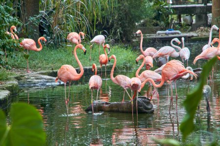 Flamingos stehen anmutig im ruhigen Wasser ihres Geheges und schaffen ein faszinierendes Tableau natürlicher Schönheit innerhalb der Grenzen der Gefangenschaft