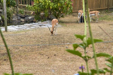 Enchanting glimpse into the daily life of captive deer, showcasing their natural elegance and adaptation