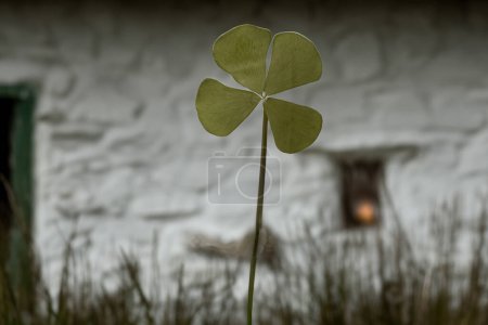 Téléchargez les photos : Trèfle à quatre feuilles avec un vieux chalet irlandais en arrière-plan - en image libre de droit