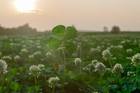 Photo for Early morning light shines on a field and a four leaf clover - Royalty Free Image