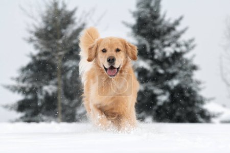 Foto de Perro corre hacia la cámara en nieve fresca con dos abetos en el fondo. - Imagen libre de derechos