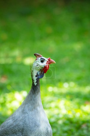 Photo for Portrait of a helmeted guineafowl - Royalty Free Image
