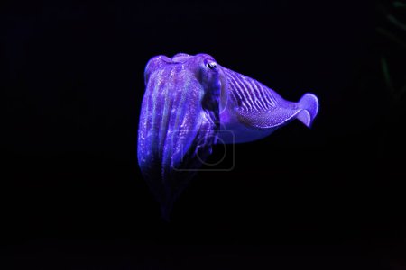 Photo for Cuttlefish is marine molluscs of the order Sepiida.  Same family as  squid, octopuses, and nautiluses. - Royalty Free Image