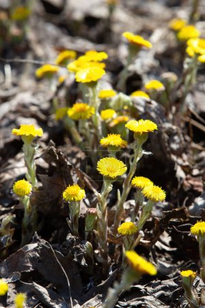Téléchargez les photos : Coltsfoot fleur juste fleurissant par une journée chaude et ensoleillée en avril au Canada - en image libre de droit
