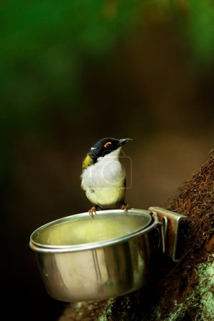 Photo for White-naped honeyeater standing on a bowl full of water - Royalty Free Image