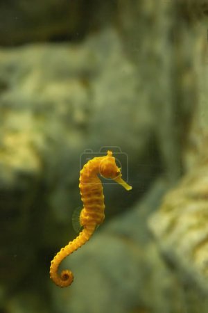 A yellow seahorse and a pink seahorse with red aquatic plant in water.
