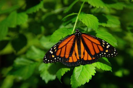 Foto de Cerca de una mariposa monarca o una plexippusa de Danaus de la familia Nymphalidar. Una hermosa mariposa naranja popular por su migración instintiva anual hacia el sur a finales del verano / otoño. - Imagen libre de derechos