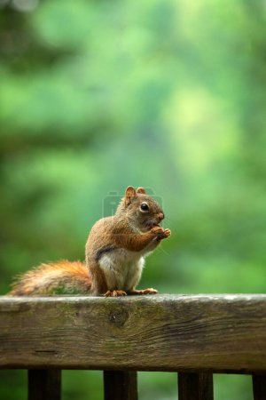 Photo for Portrait of a American red squirrel also name pine squirrel, north american reed squirrel of chickaree.  Is a small mammal. - Royalty Free Image