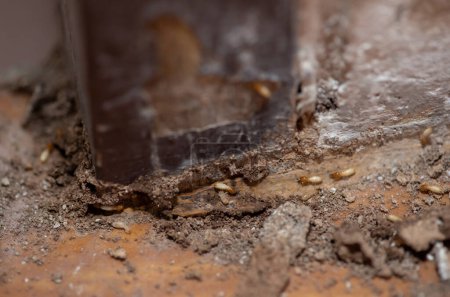 Nahaufnahme von Termiten, die Holz fressen (Termiten beschädigen Haus)