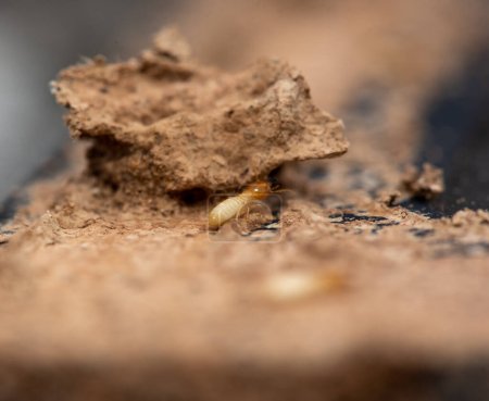 Téléchargez les photos : Gros plan de Termites Manger du bois, (Termite endommager la maison) - en image libre de droit