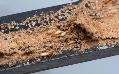Nahaufnahme von Termiten, die Holz fressen (Termiten beschädigen Haus)