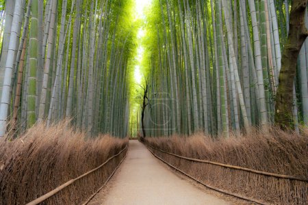 Arashiyama is a district on the western outskirts of Kyoto, Japan. It also refers to the mountain across the oei River, which forms a backdrop to the district. Arashiyama is a nationally designated Historic Site and Place of Scenic Beauty.