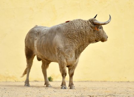 strong bull with big horns 