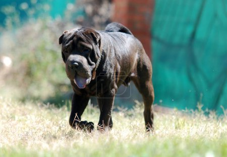 Téléchargez les photos : Un beau chien de la race pei shar - en image libre de droit