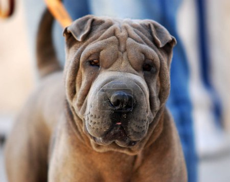 a beautiful dog of the shar pei breed